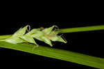 Chapman's sedge